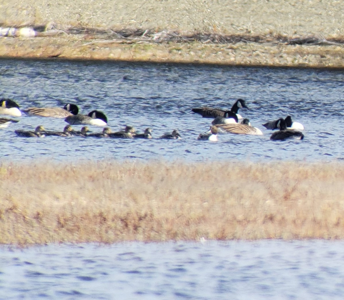 Northern Pintail - ML273814481