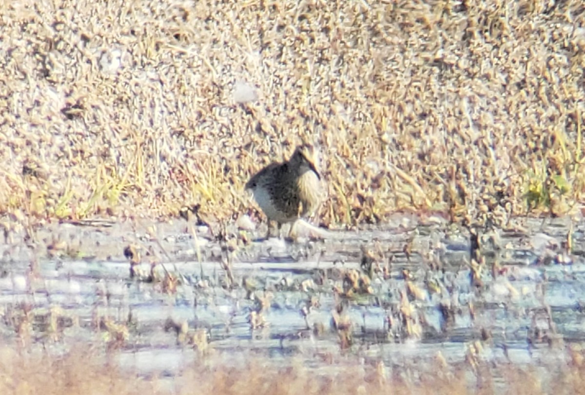 Pectoral Sandpiper - ML273814741