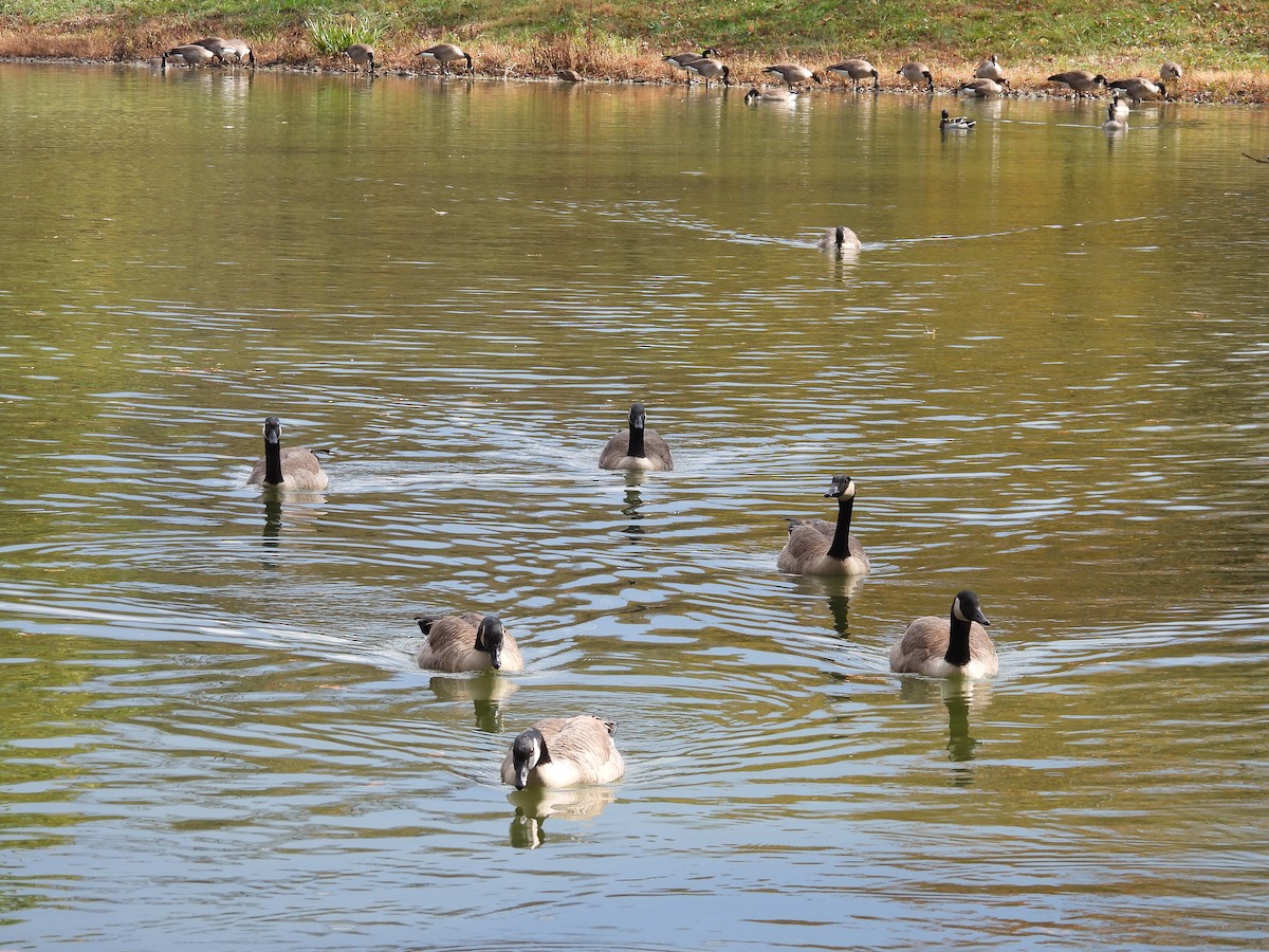 Canada Goose - ML273814781