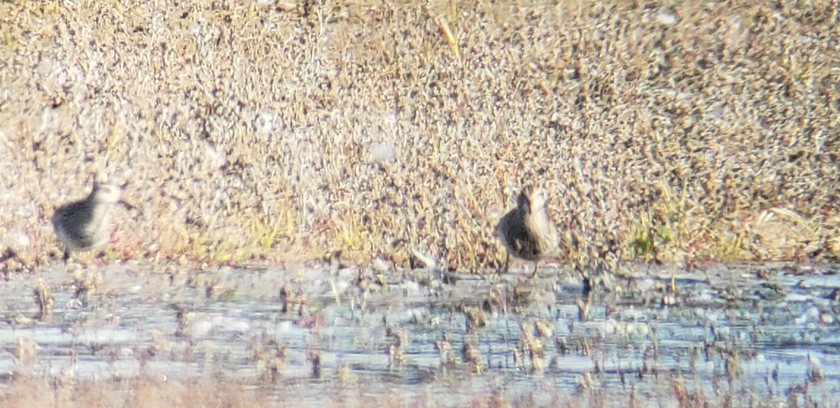 Pectoral Sandpiper - ML273814871