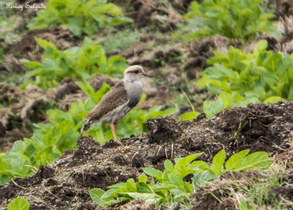 Andean Lapwing - ML27381701