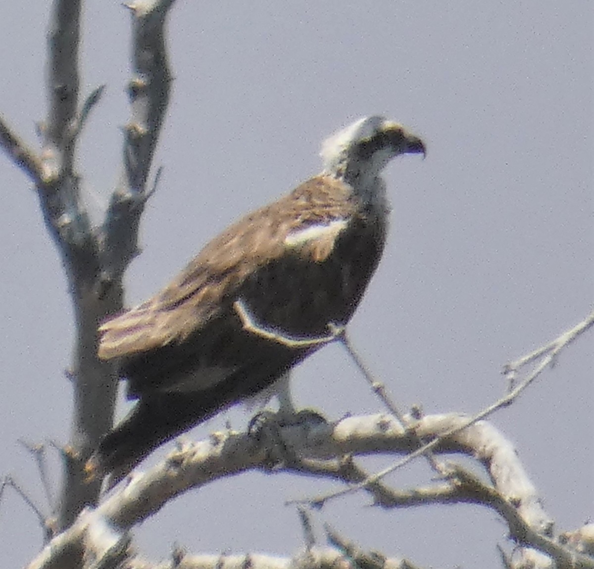 Arrano arrantzalea (cristatus) - ML273817991