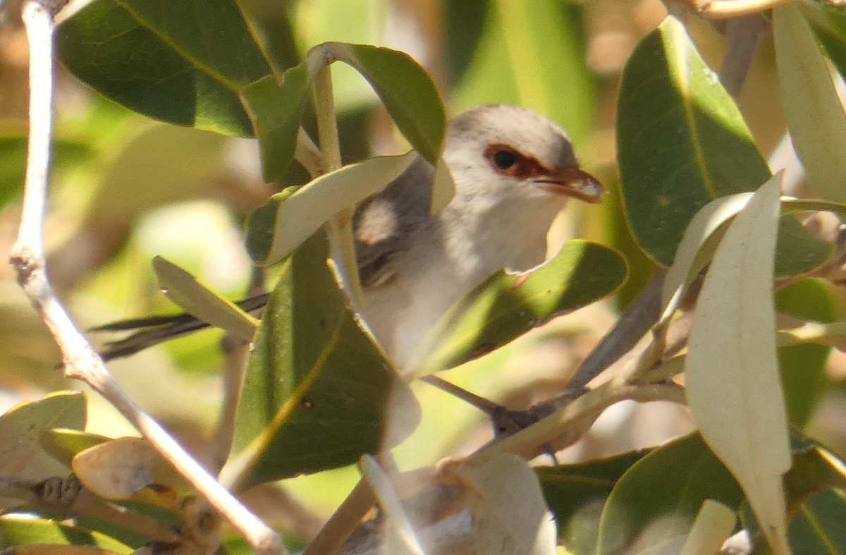 Purple-backed Fairywren (Purple-backed) - ML273818991