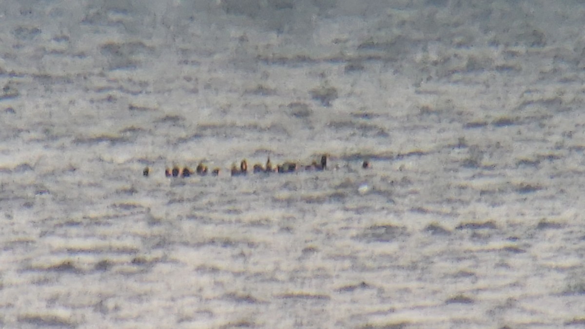 Black Scoter - Dennis Peacock