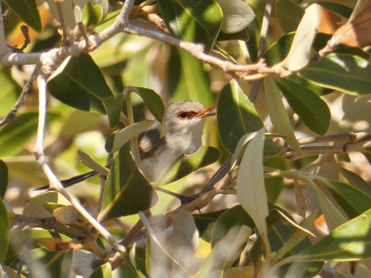 Purple-backed Fairywren (Purple-backed) - ML273819101