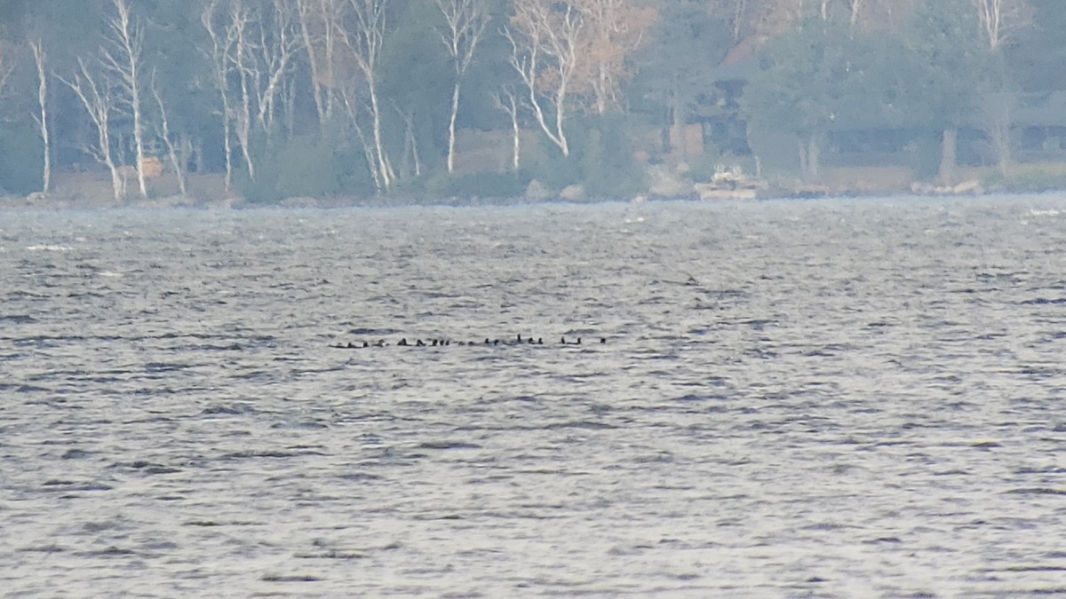 Surf Scoter - ML273819311