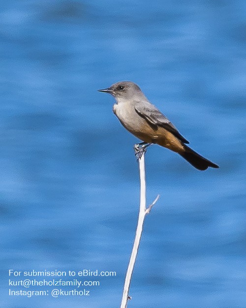 Say's Phoebe - Kurt Holz