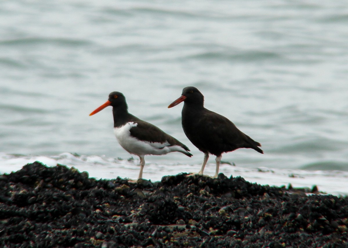 Blackish Oystercatcher - ML273819941