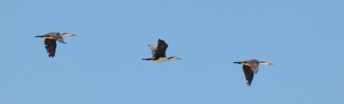 Pied Cormorant - Rose Ferrell