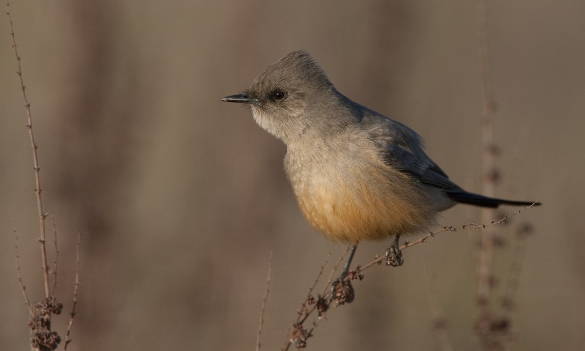 Say's Phoebe - ML27382061