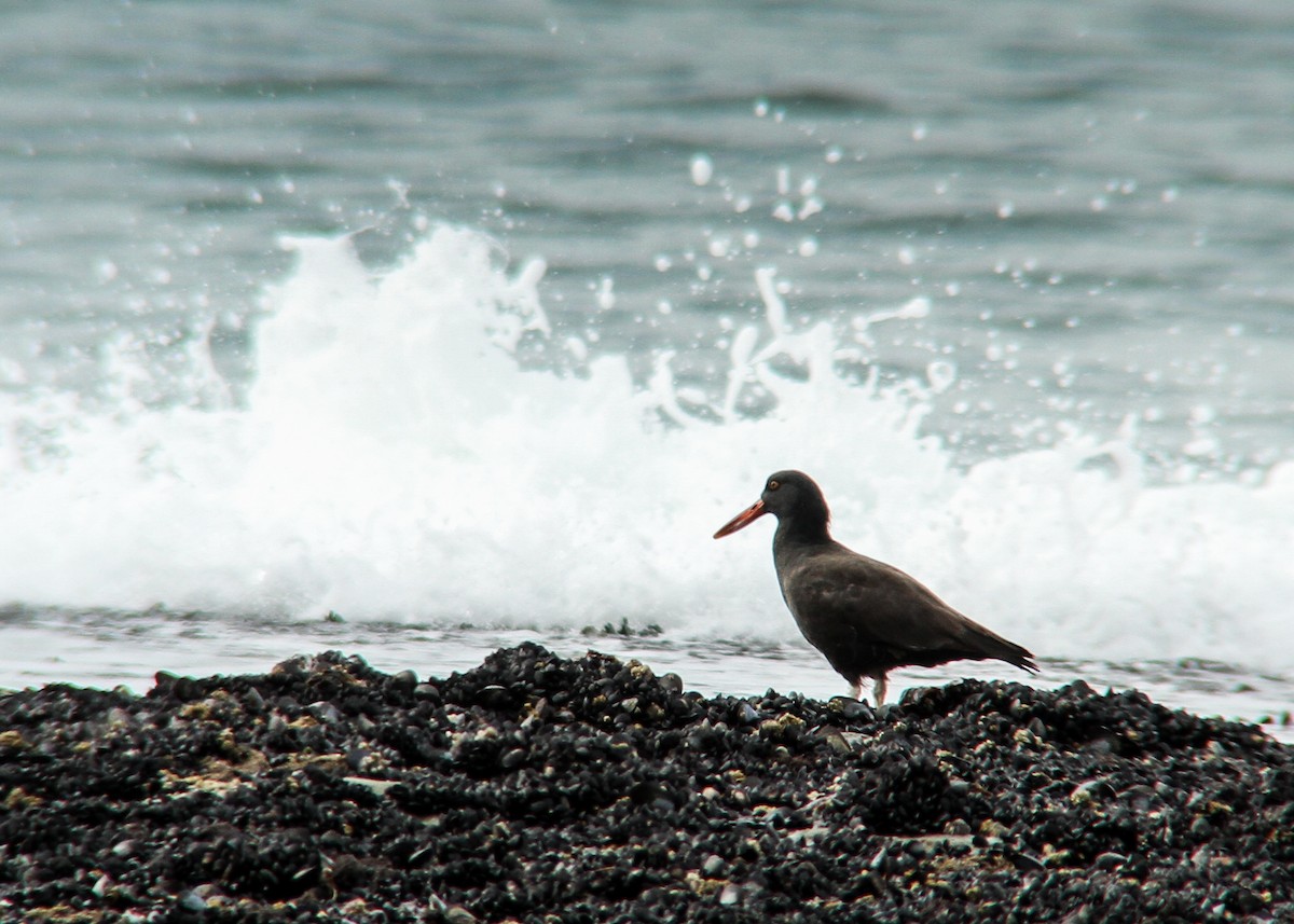 Blackish Oystercatcher - ML273820611