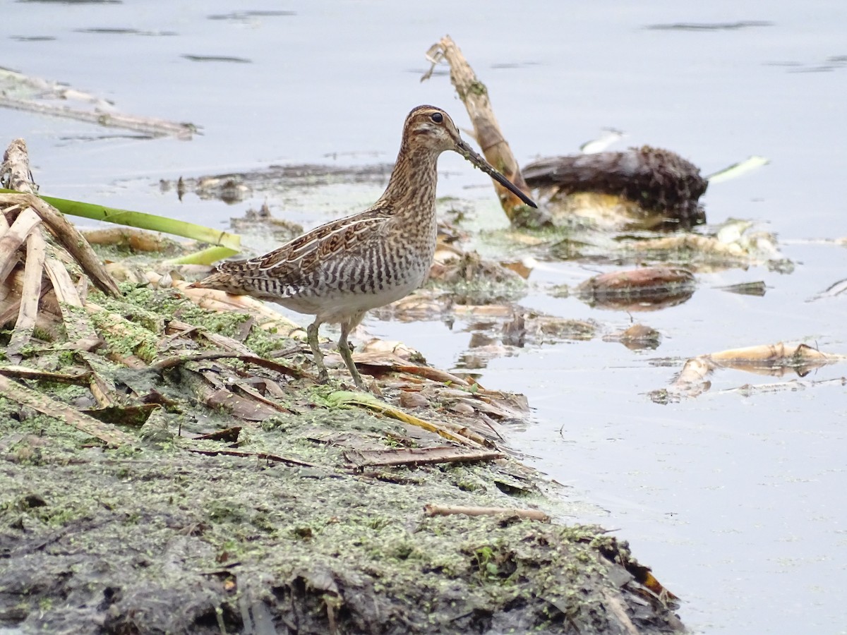 Wilson's Snipe - claudine lafrance cohl