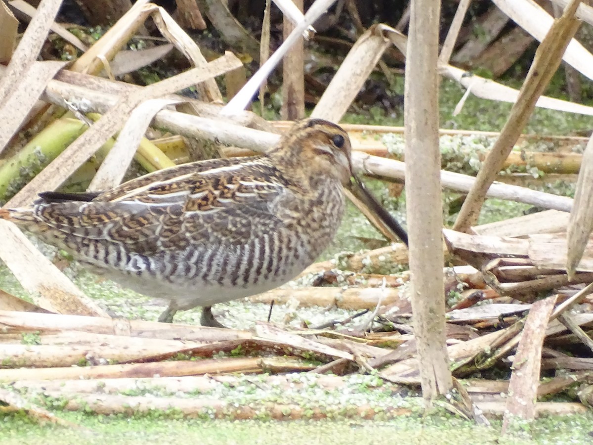 Wilson's Snipe - claudine lafrance cohl