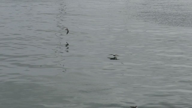 Océanite à queue fourchue - ML273823261