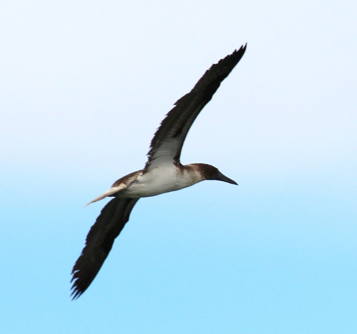 Blue-footed Booby - ML273824211