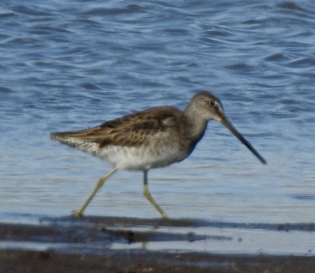 Long-billed Dowitcher - ML273825071