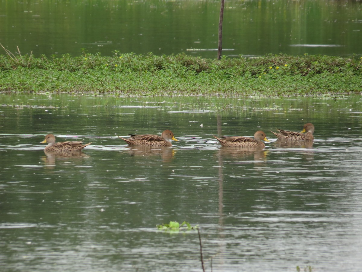 Yellow-billed Pintail - ML27382741