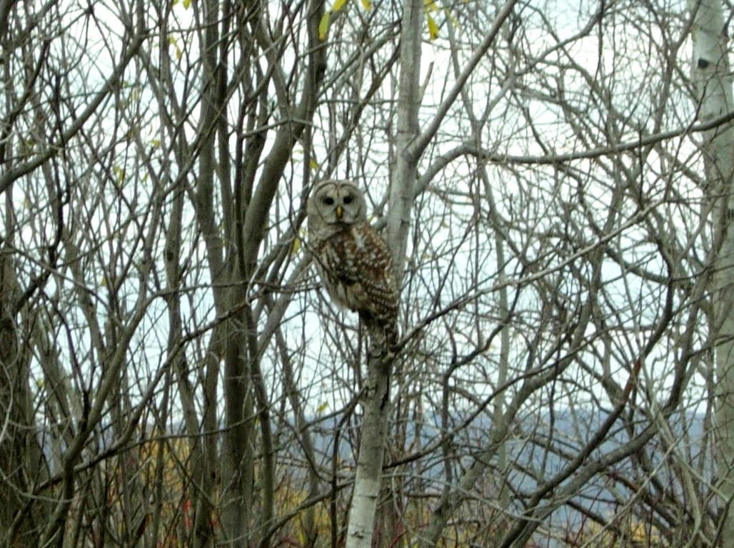 Barred Owl - Gerri Erickson