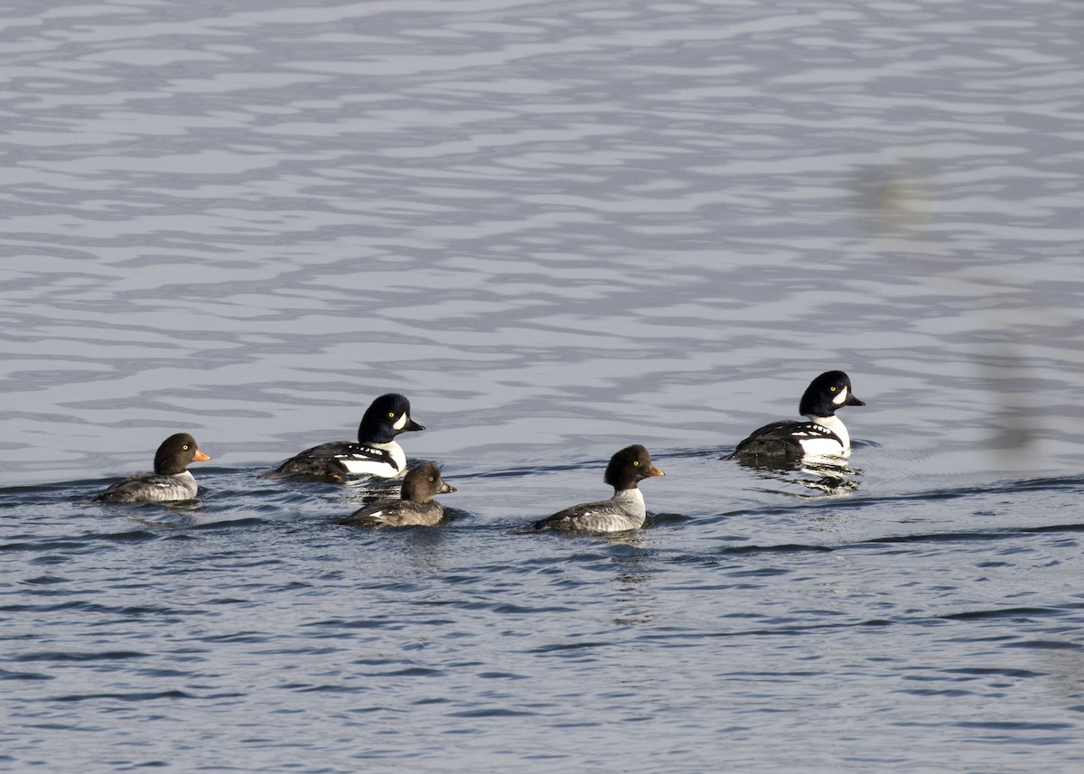 Barrow's Goldeneye - Bob Martinka