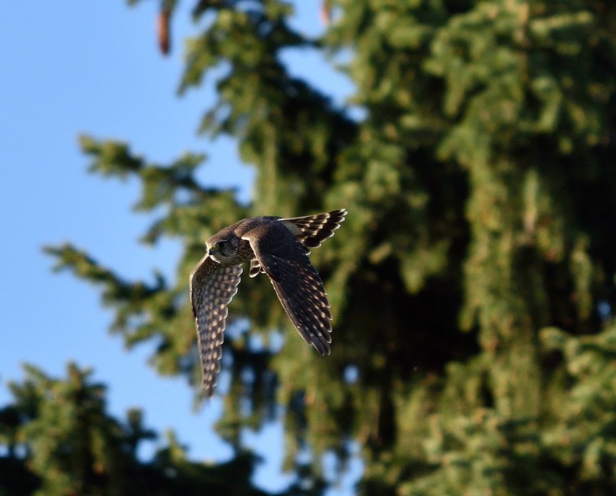 Merlin (Prairie) - ML27382981