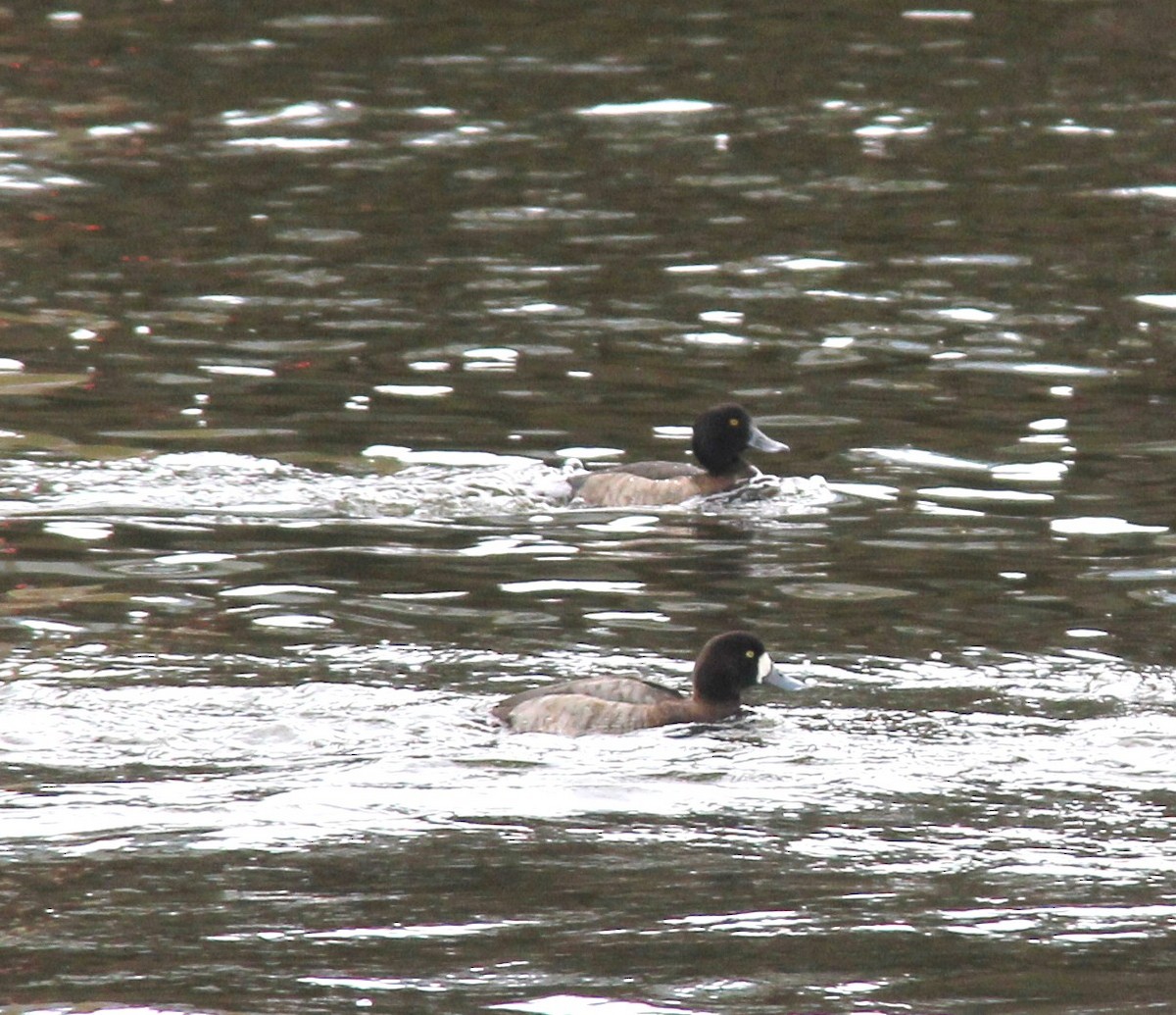Tufted Duck - ML273829861
