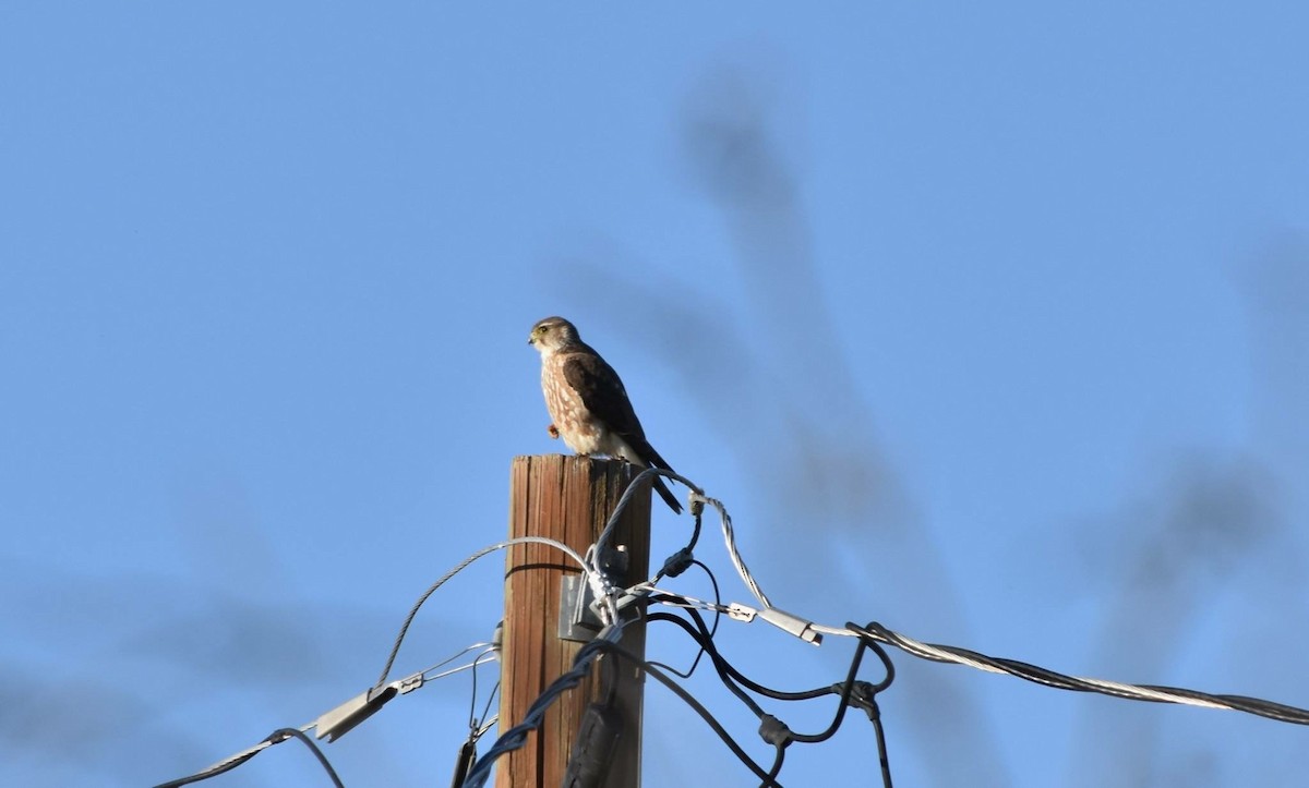 Merlin (Prairie) - ML27382991