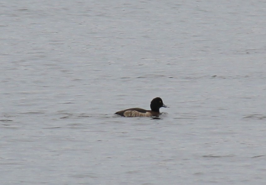Tufted Duck - ML273830051