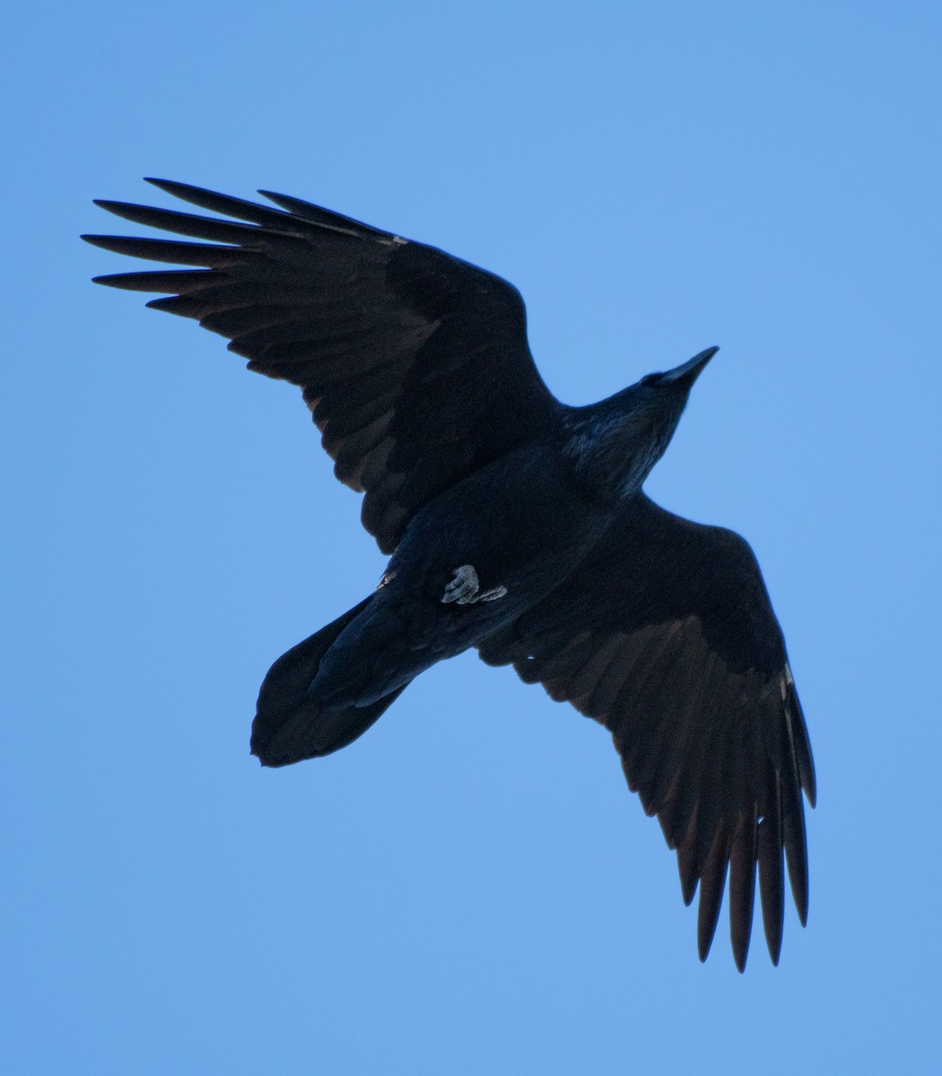 Common Raven - Dmitriy Aronov