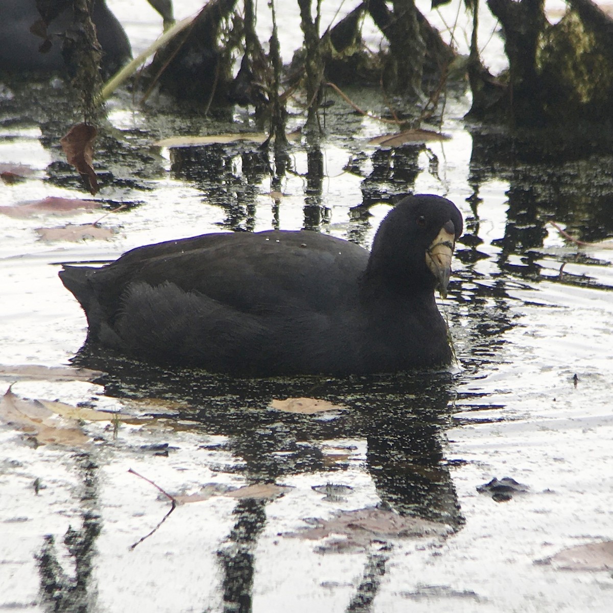 American Coot - ML273830941