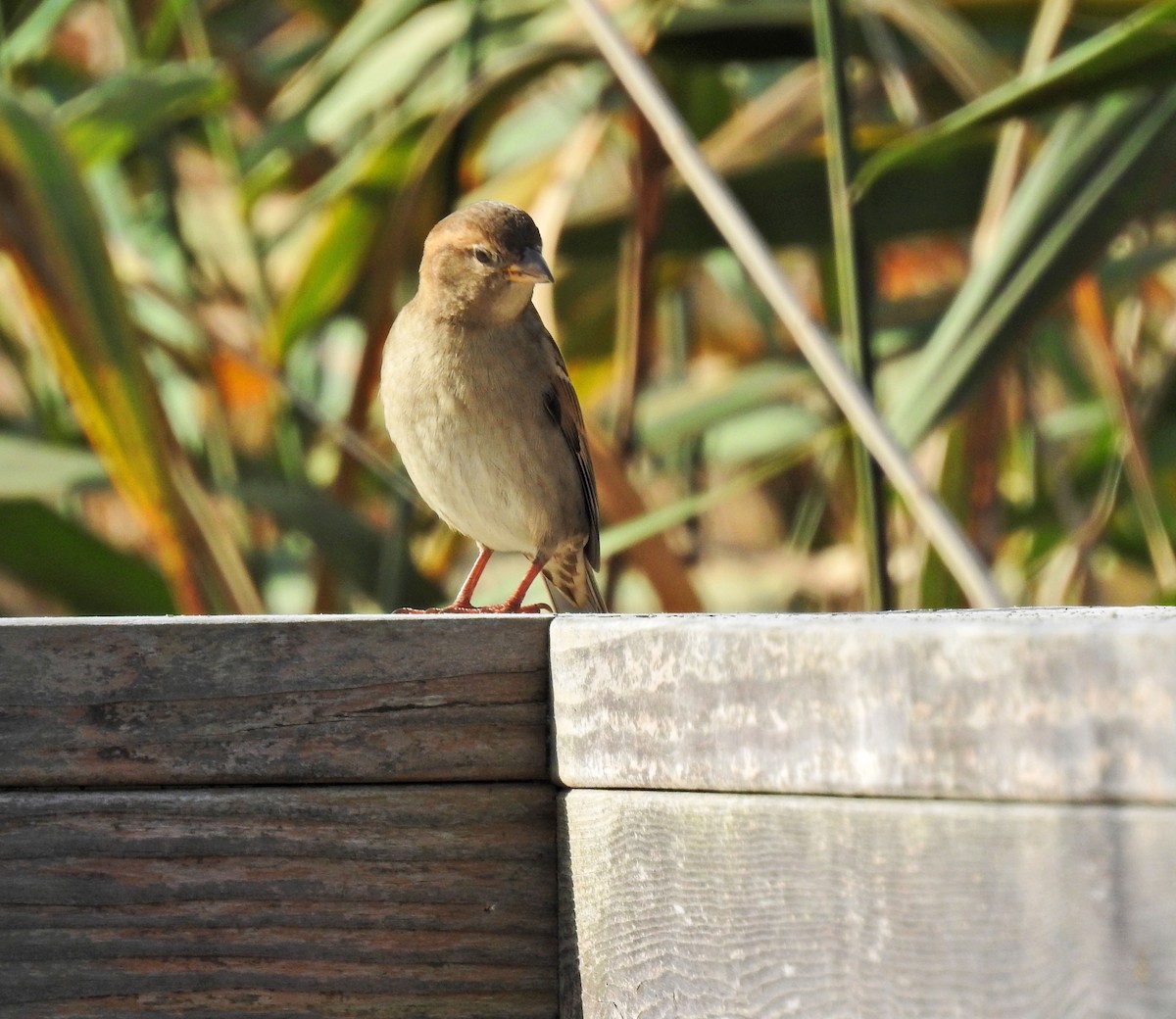 House Sparrow - ML273831341