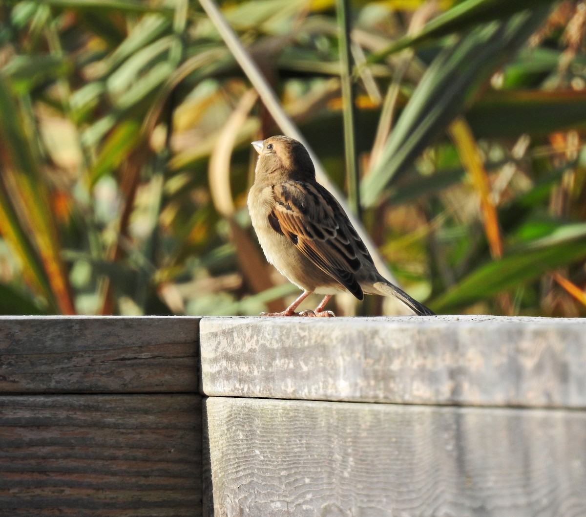 House Sparrow - ML273831361