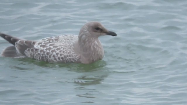 Iceland Gull (Thayer's) - ML273834321