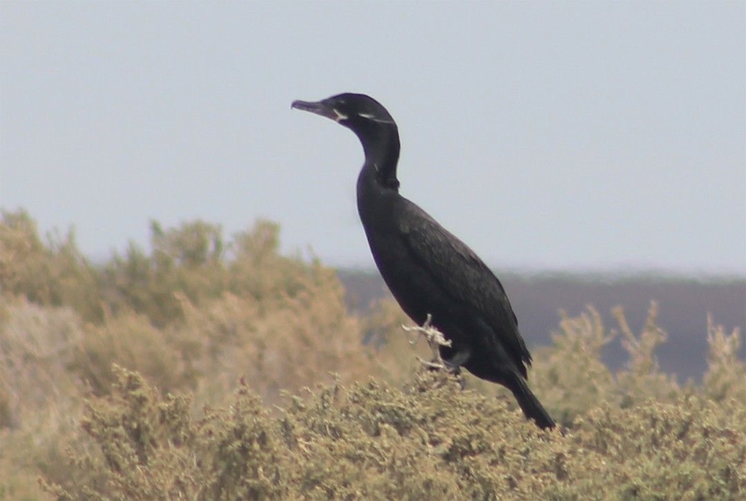 Neotropic Cormorant - ML273838011