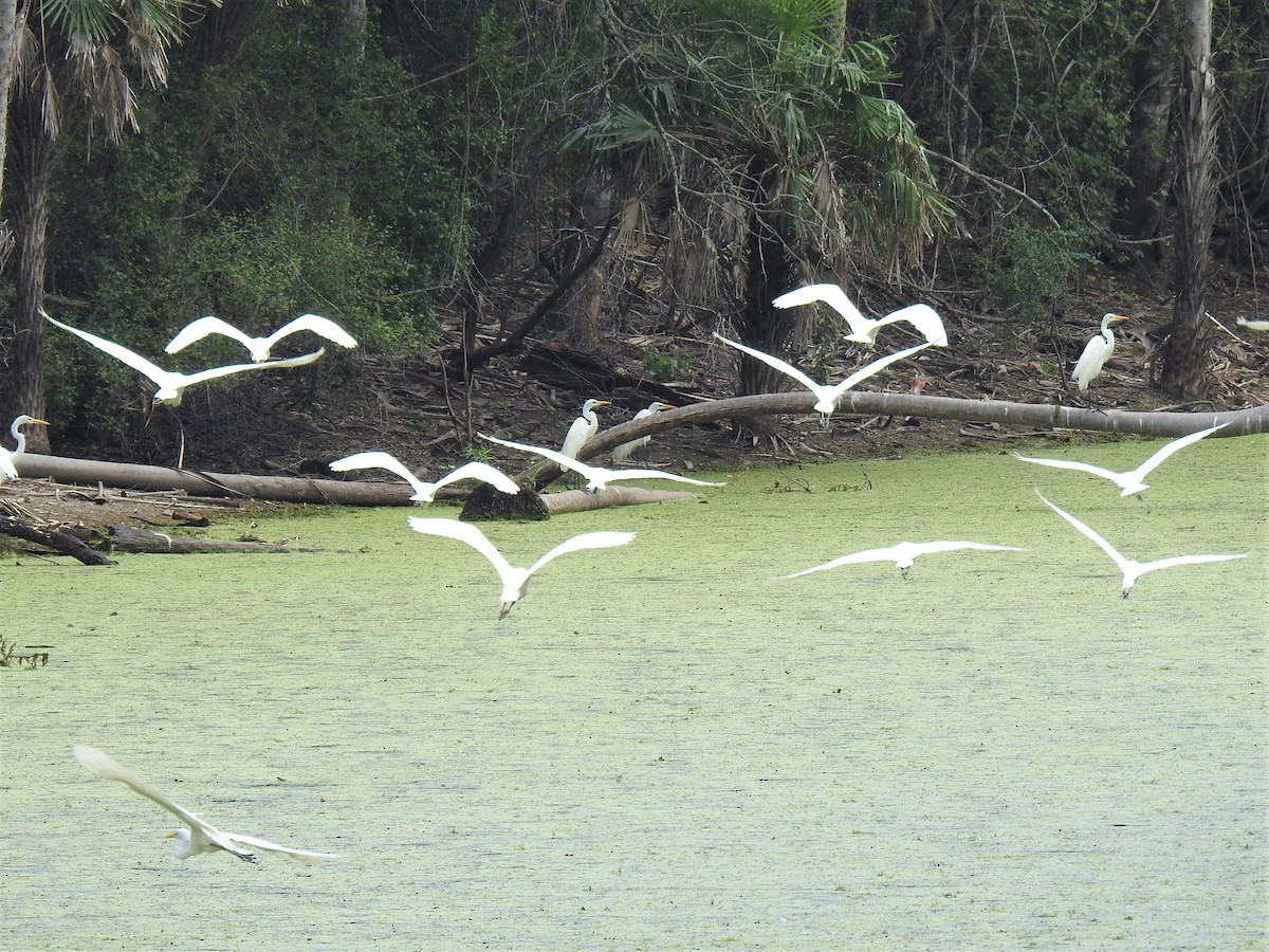 Great Egret - ML273838971