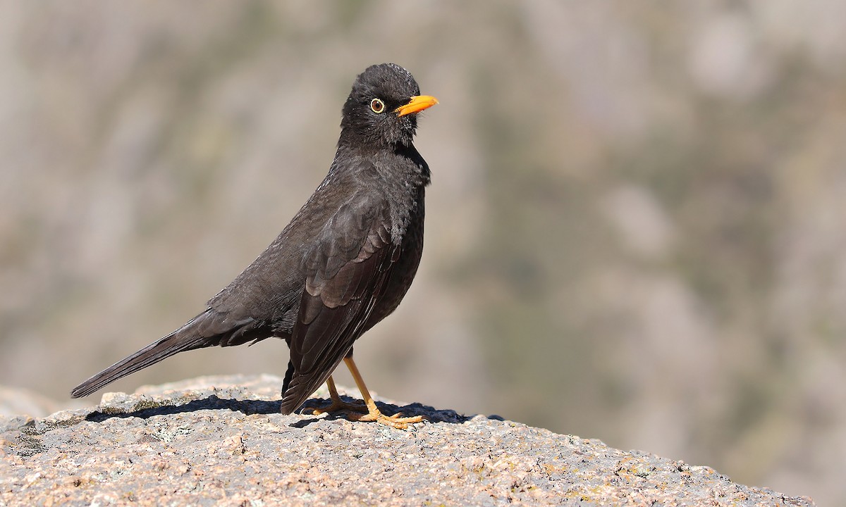 Chiguanco Thrush - ML273839511