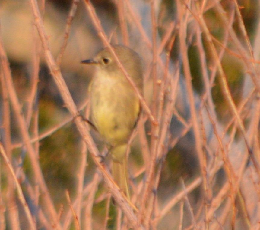 Hammond's/Dusky Flycatcher - ML27384041