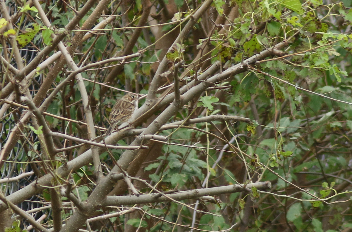 Vesper Sparrow - ML273841351