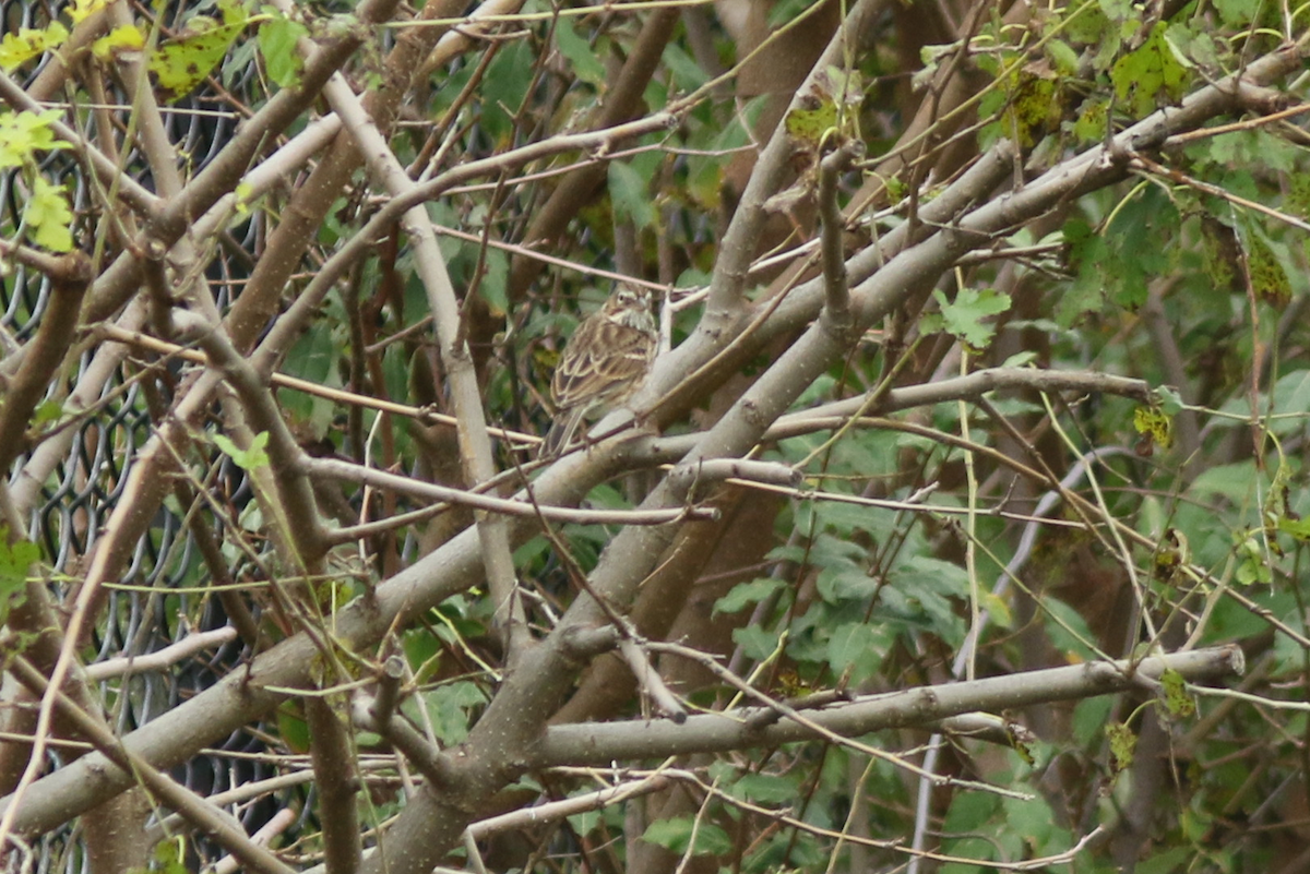 Vesper Sparrow - ML273841401