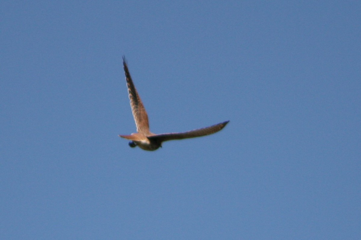 American Kestrel - ML273842191