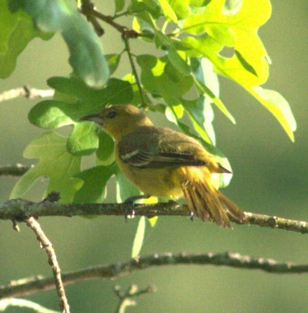 Orchard Oriole - ML27384261