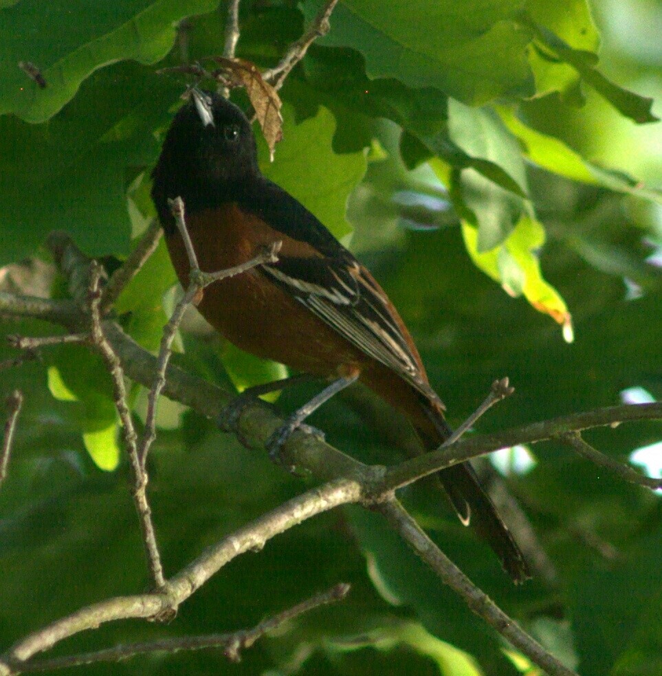 Orchard Oriole - ML27384281