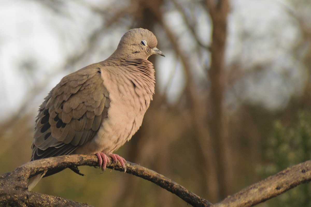 Eared Dove - ML273842811