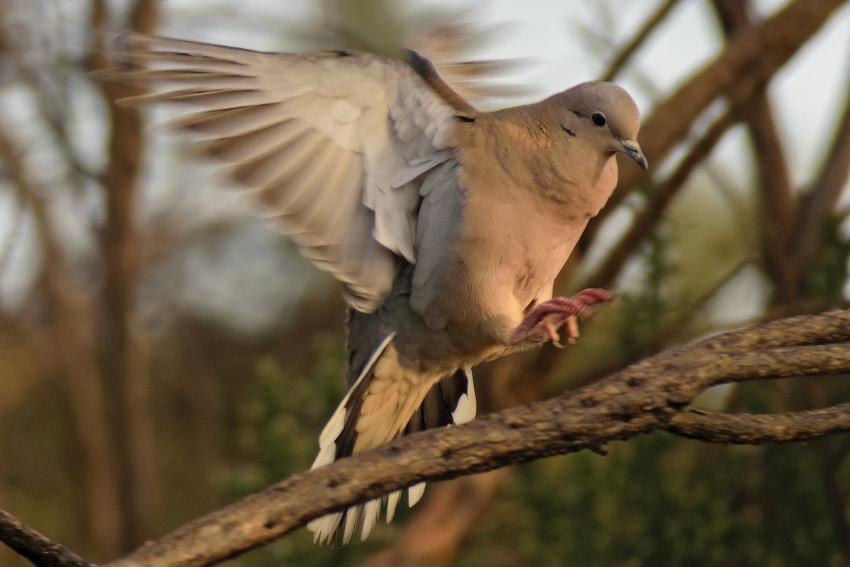 Eared Dove - Daniela Diaz