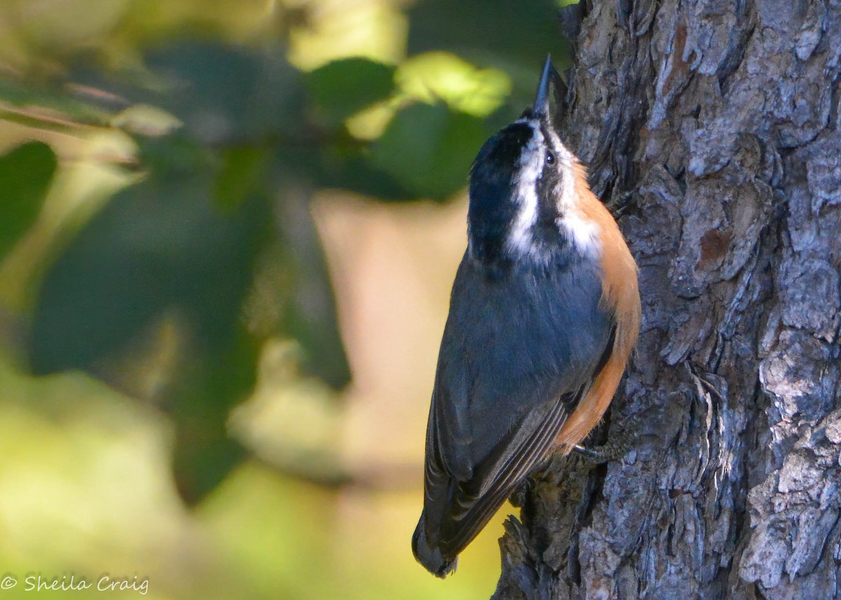Red-breasted Nuthatch - ML273842841