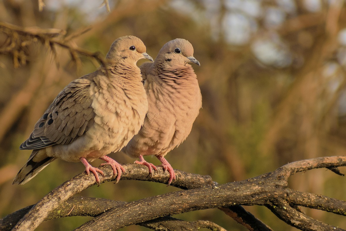 Eared Dove - ML273842881