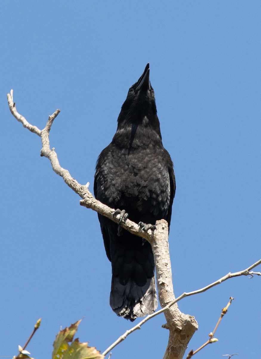 American Crow - ML273842911