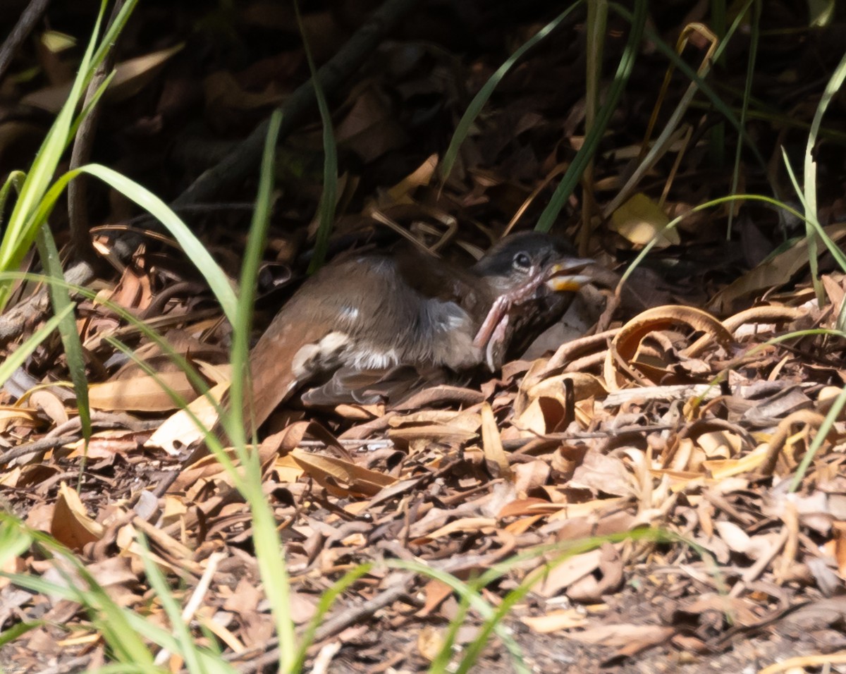 Hermit Thrush - ML273843151