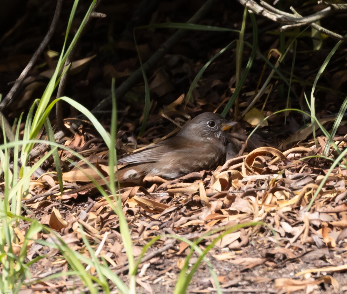 Hermit Thrush - ML273843171