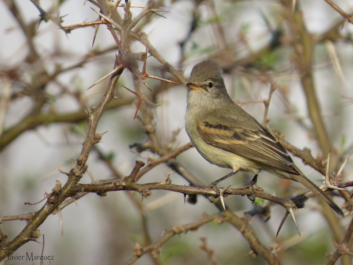 Southern Beardless-Tyrannulet - Javier Márquez