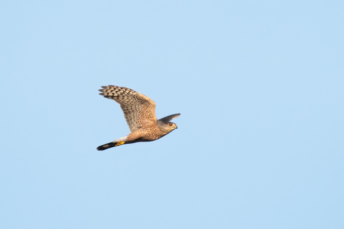 Cooper's Hawk - ML273847241